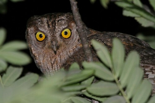 A l'écoute du Petit-duc à Ramatuelle
