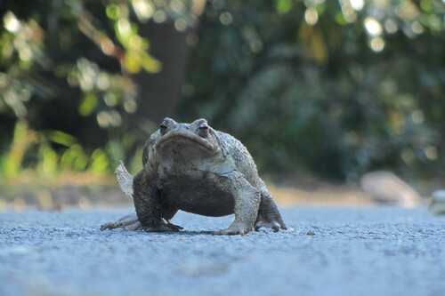 Activité enfants « Sur les traces des animaux en hiver »_Rayol-Canadel Sur Mer