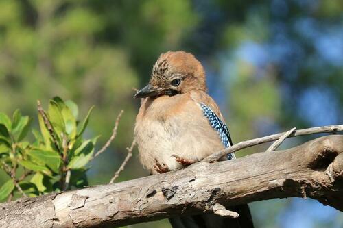 Activité enfants « Traces et indices des animaux en hiver »_Rayol-Canadel Sur Mer