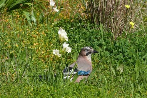 Chasse aux aux œufs au Domaine du Rayol_Rayol-Canadel sur Mer