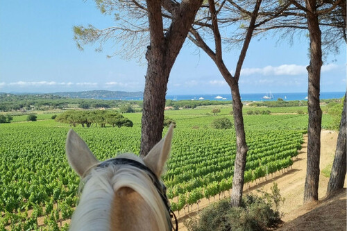 Horse riding in the vines + wine tasting, Ramatuelle