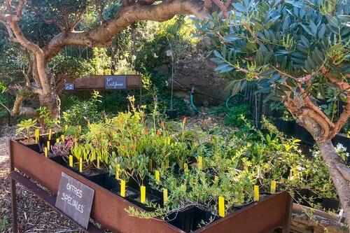 La pépinière du Domaine du Rayol_Rayol-Canadel sur Mer