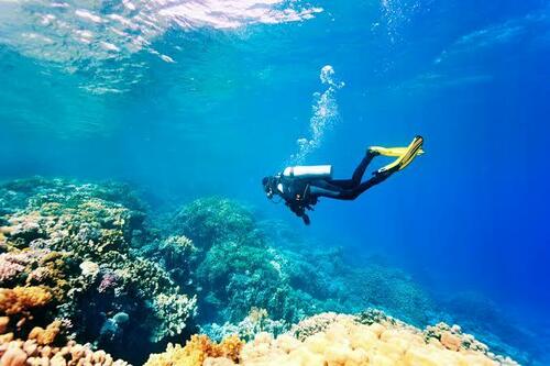 Plongée / Diving
