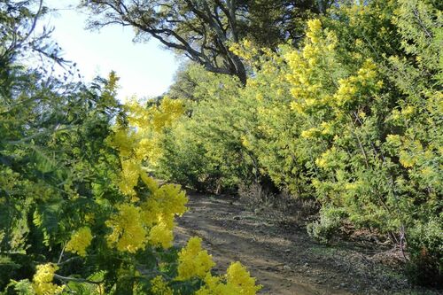 Promenade-découverte : le mimosa, or jaune de la côte d’azur_Sainte-Maxime