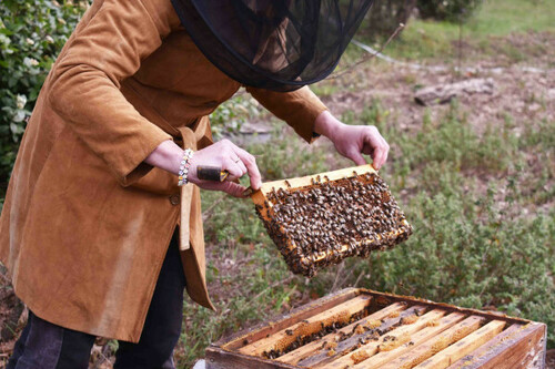 Sortie au cœur de la ruche