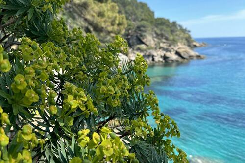 Visite thématique "Au cœur du maquis méditerranéen"_Rayol-Canadel sur Mer