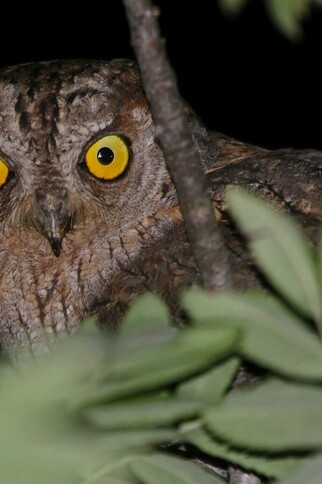 A l'écoute du Petit-duc à Ramatuelle