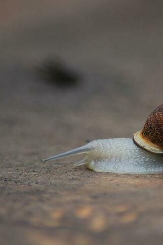 Activité enfants « Qui se cache sous la coquille »_Rayol-Canadel Sur Mer