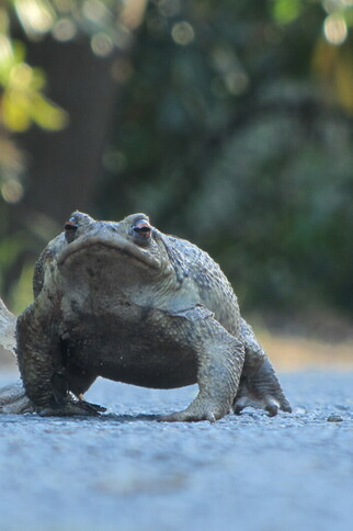 Activité enfants « Sur les traces des animaux en hiver »_Rayol-Canadel Sur Mer