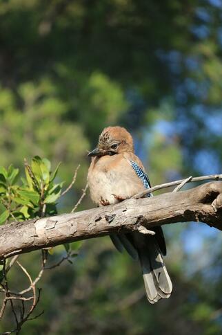 Activité enfants « Traces et indices des animaux en hiver »_Rayol-Canadel Sur Mer