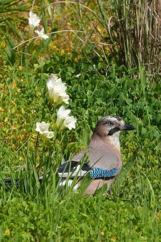 Chasse aux aux œufs au Domaine du Rayol_Rayol-Canadel sur Mer