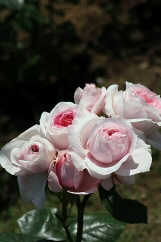 La rose Barbeyrolles
