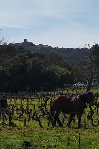 Travail du sol au cheval au château Barbeyrolles