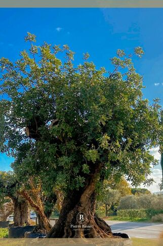 Espace Pierre Basset