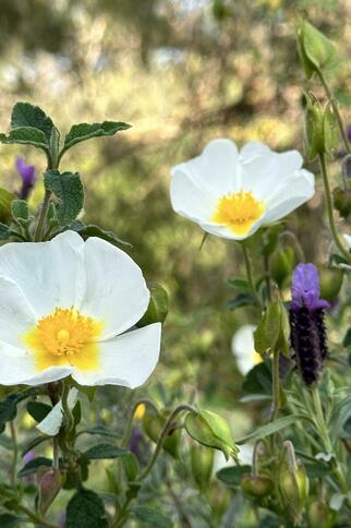 Fête de saison Printania_Rayol-Canadel sur Mer