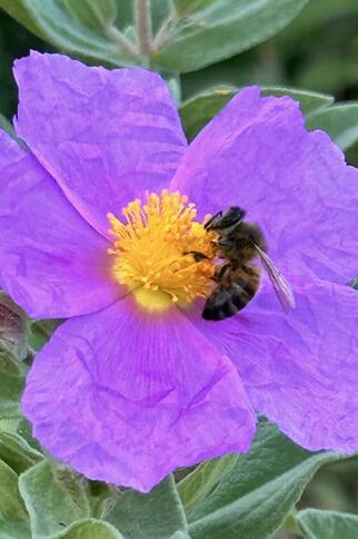 Fête de saison Printania_Rayol-Canadel sur Mer