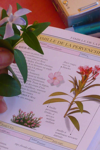 Initiation à la botanique