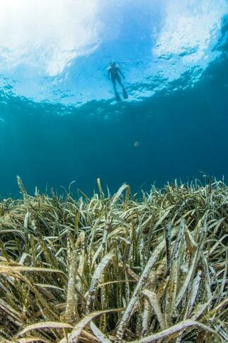 Balade aquatique à la Pointe des Sardinaux
