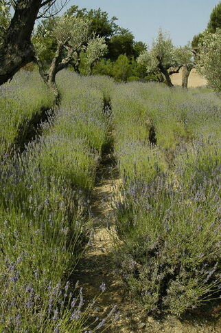 lavandes