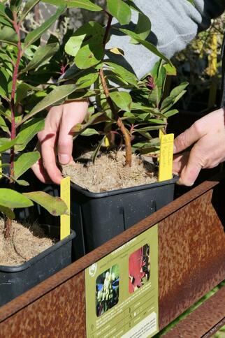 La pépinière du Domaine du Rayol_Rayol-Canadel sur Mer