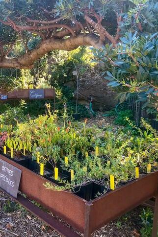 La pépinière du Domaine du Rayol_Rayol-Canadel sur Mer