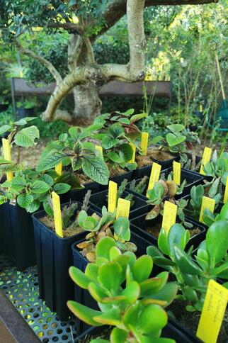 La pépinière du Domaine du Rayol_Rayol-Canadel sur Mer