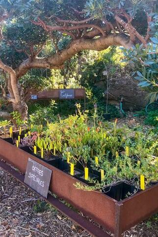 La pépinière du Domaine du Rayol_Rayol-Canadel sur Mer