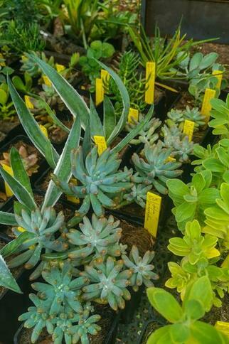 La pépinière du Domaine du Rayol_Rayol-Canadel sur Mer