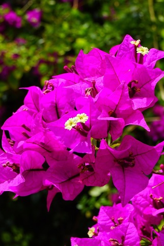 Bougainvillier