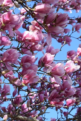Magnolia