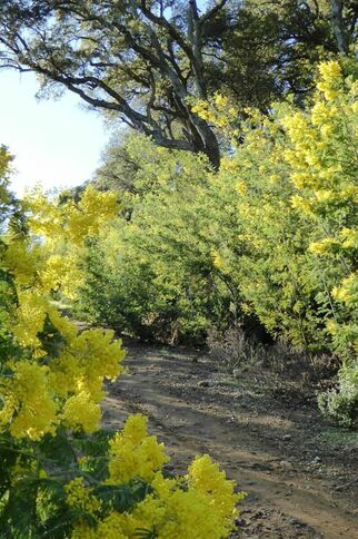 Promenade-découverte : le mimosa, or jaune de la côte d’azur_Sainte-Maxime