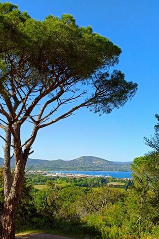 Pin parasol sur le golfe de Saint-Tropez https://gassin.eu