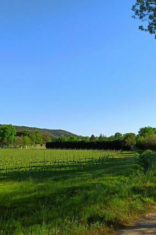 Vignes du Domaine du Bourrian sur le Sentier de la Mer à Gassin https://gassin.eu