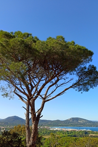 Pin parasol sur le golfe de Saint-Tropez https://gassin.eu