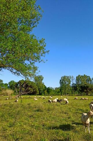 Moutons paissant près des Marines de Gassin https://gassin.eu