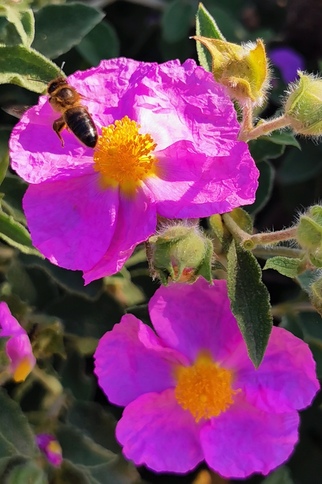 Rendez-vous aux Jardins_Rayol-Canadel sur Mer