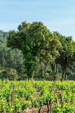 Séjour au cœur des vignes au Domaine Clos Mirage