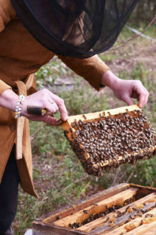 Sortie au cœur de la ruche