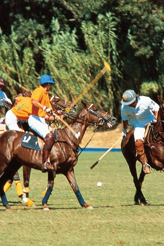 Tournoi de polo