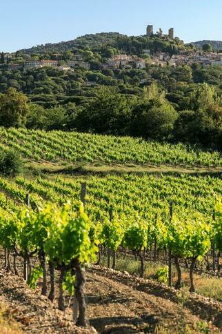 Dégustation et visite