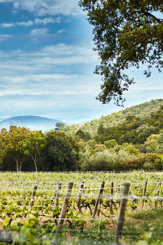 Visite et dégustation de vins