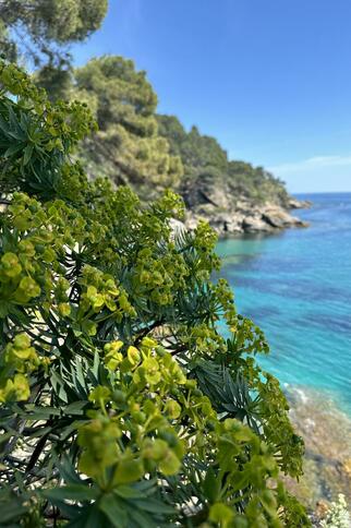 Visite thématique "Au cœur du maquis méditerranéen"_Rayol-Canadel sur Mer