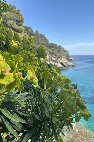 Visite thématique "Au cœur du maquis méditerranéen"_Rayol-Canadel sur Mer