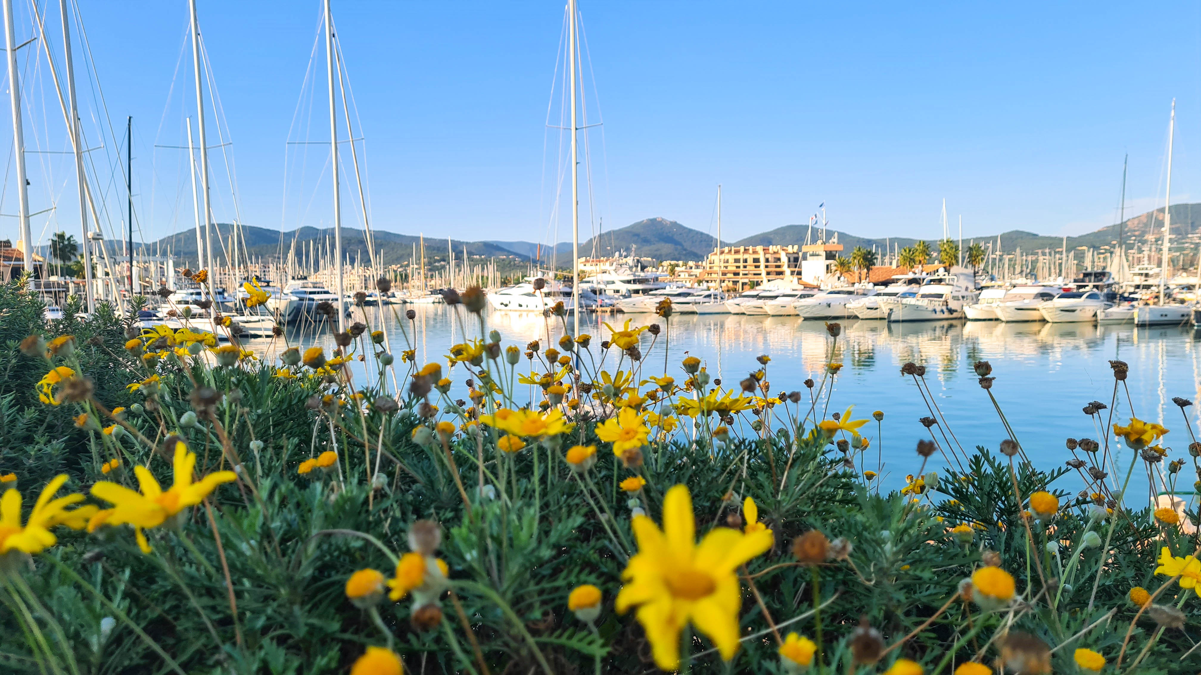 printemps sandra castor &copy; Golfe de Saint T ropez-12.jpg