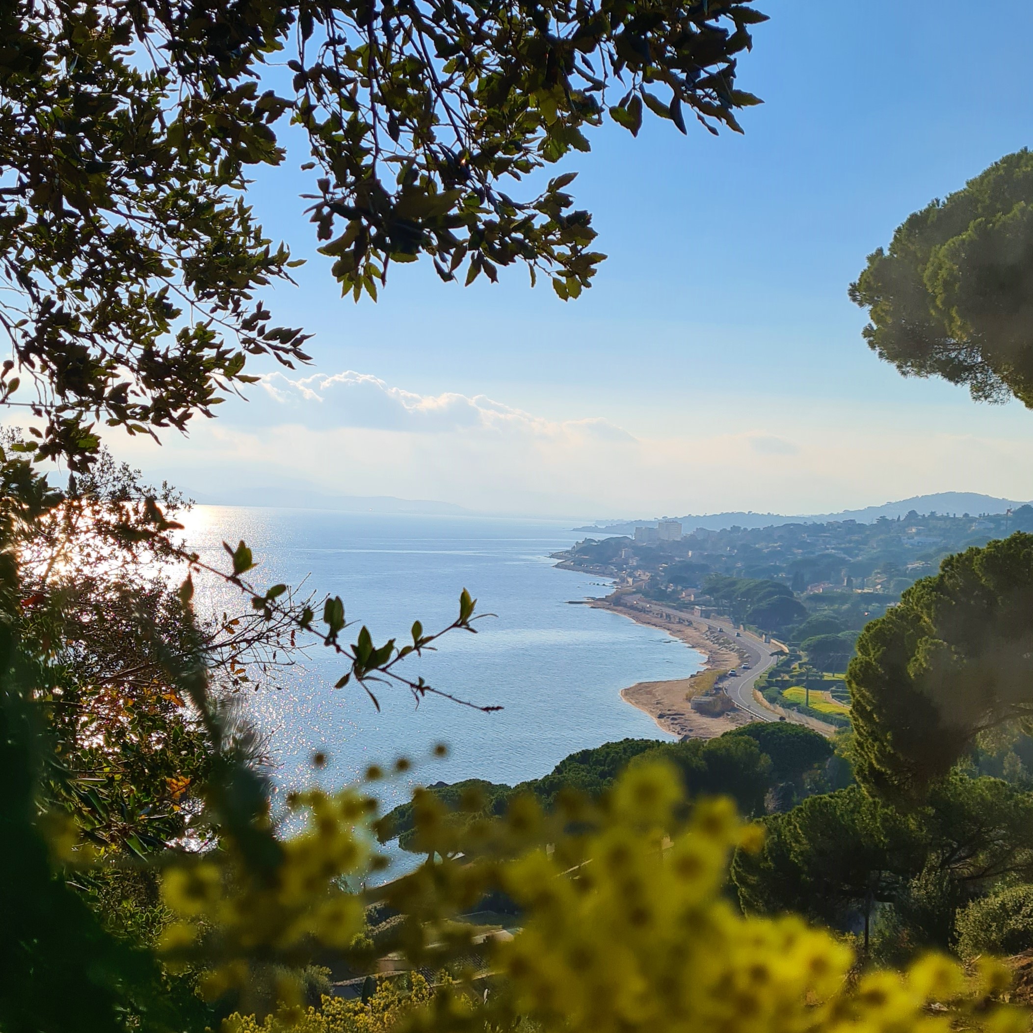 Ste Max janv22mimosa&copy;S.Castor (53).jpg