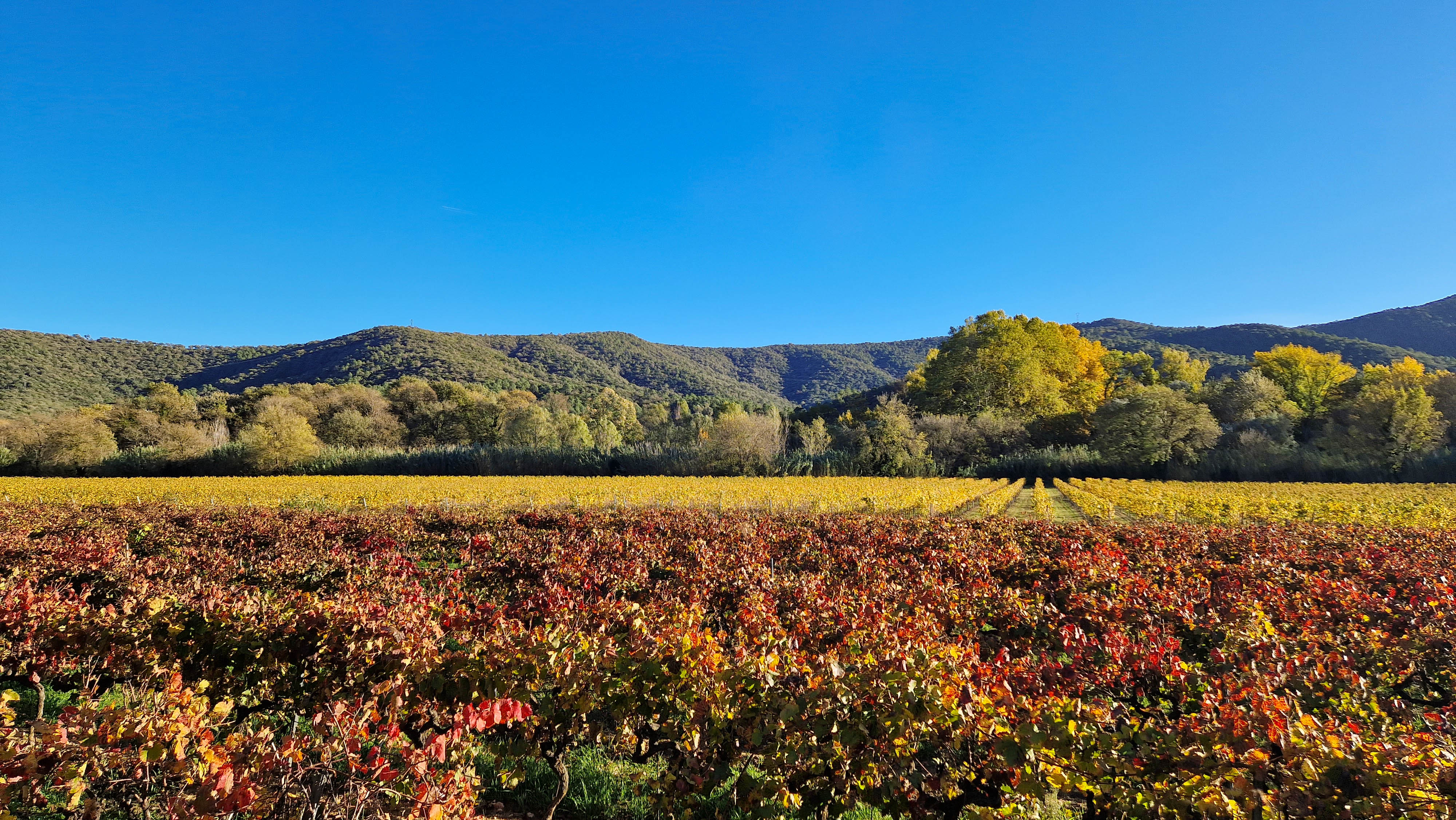Automne-cogolin  automne 23 &copy;s.castor (4).jpg