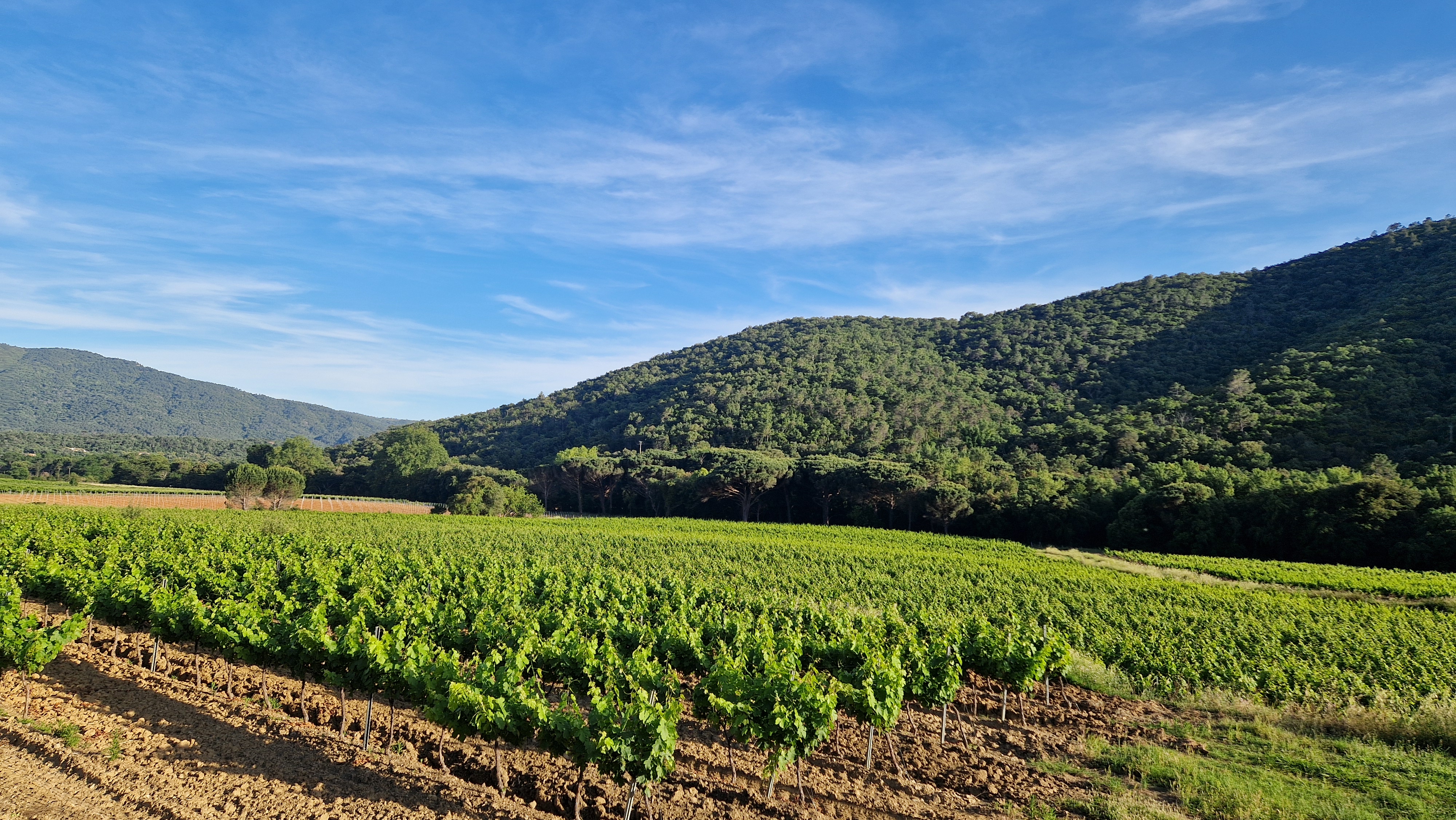 Printemps-vignes La Mole &copy;Sandra Castor.jpg