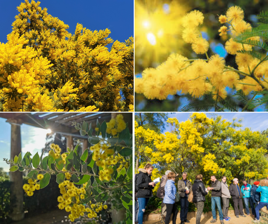visite sur le thème des mimosas